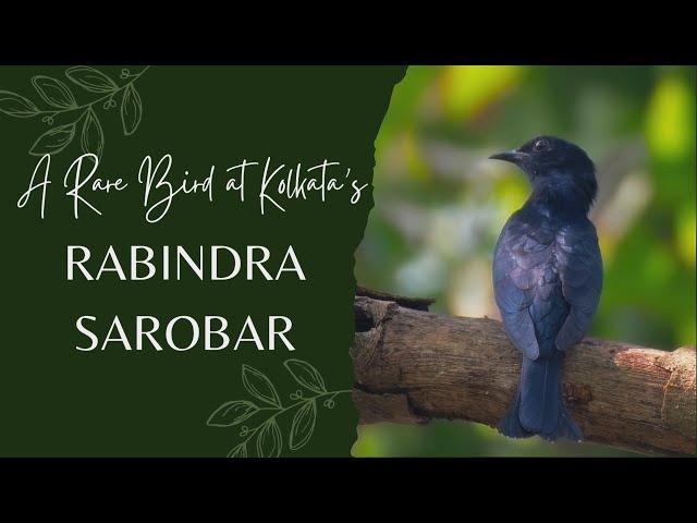 Weekend Birding at Kolkata | A Rare Bird at Rabindra Sarobar, Kolkata | Birding at Rabindra Sarobar