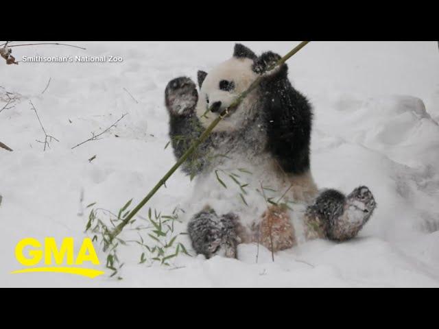 Giant pandas make long-awaited debut at National Zoo