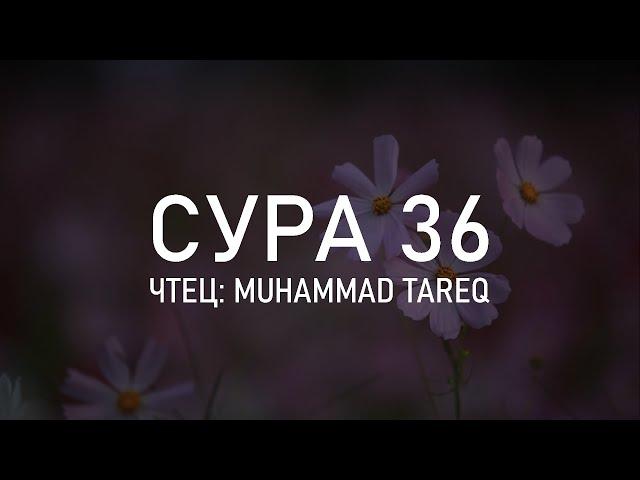 Сура 36 «Йа Син» - Мухаммад Тарик