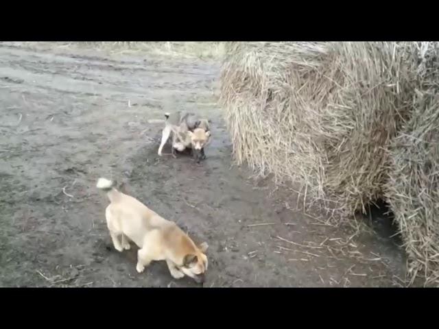 Лиса загуляла с собаками.