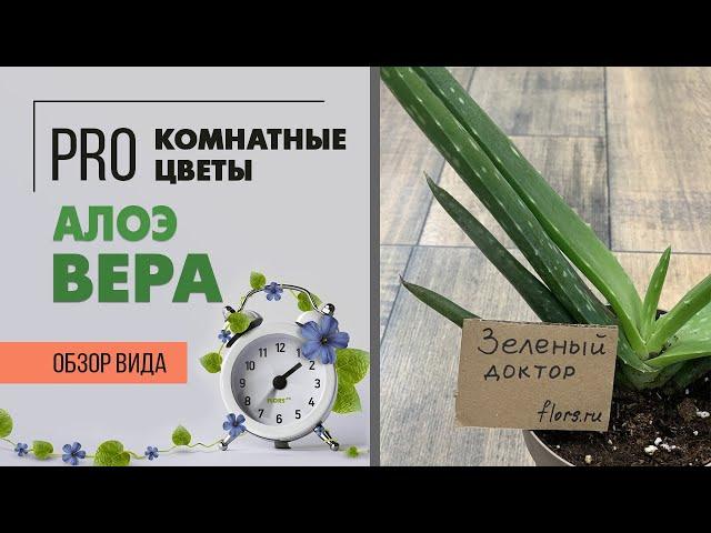 Алоэ Вера - полезный суккулент. Как правильно за ним ухаживать и чем он отличается от столетника.