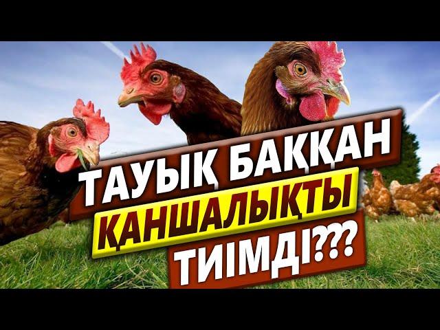 ТАУЫҚ БАҚҚАН ҚАНШАЛЫҚТЫ ТИІМДІ???