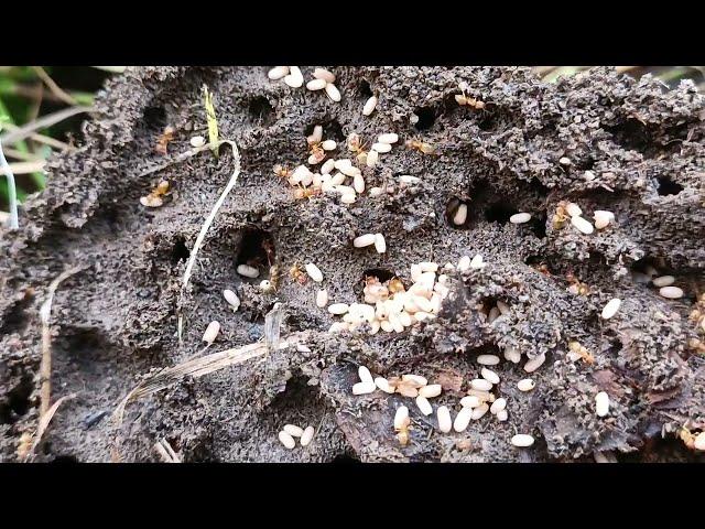 Disturbed Lasius flavus (yellow meadow ant) nest with pupae