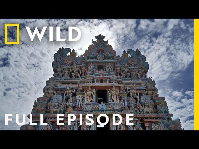 Modern and Mystic (Full Episode) | India From Above | Nat Geo Wild