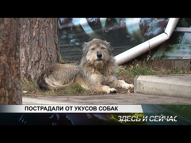 ПОСТРАДАЛИ ОТ УКУСОВ СОБАК