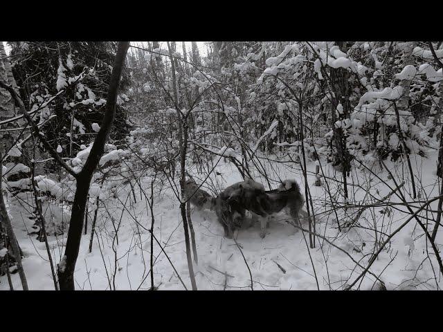 Wild boar hunting with likes | Охота на кабана c лайками