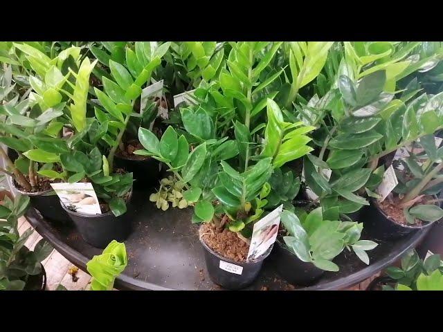 Random Visit to a Garden Centre NZ