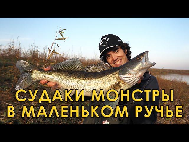 Это рыбалка мечты! Судаки монстры в ручье. Как ловить среди коряг?