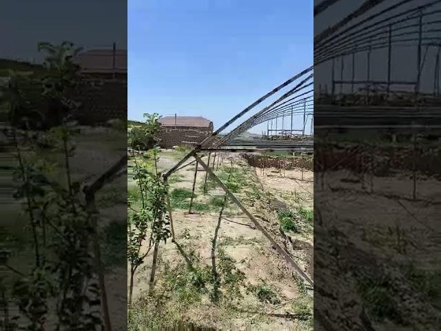 иссикхона хизмати. тонна тонна хосил олсин омин.