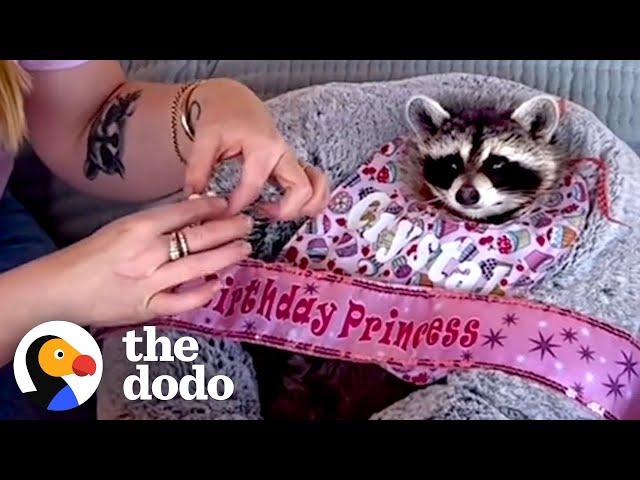 Raccoon Is Such A Daddy's Girl | The Dodo