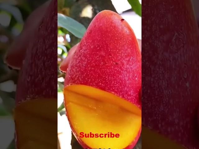 Enjoy Beautiful Nature With Rural Life # 163 amazing fruit cutting Skills #shorts #farming #fruit