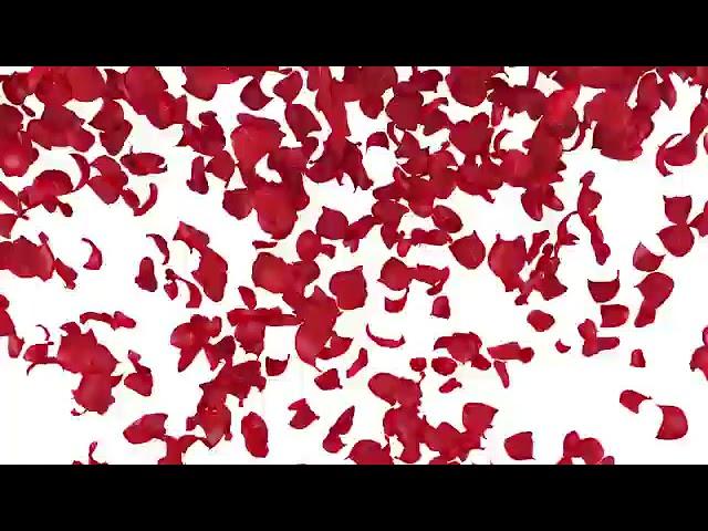 Свадебные футажи А(2)
