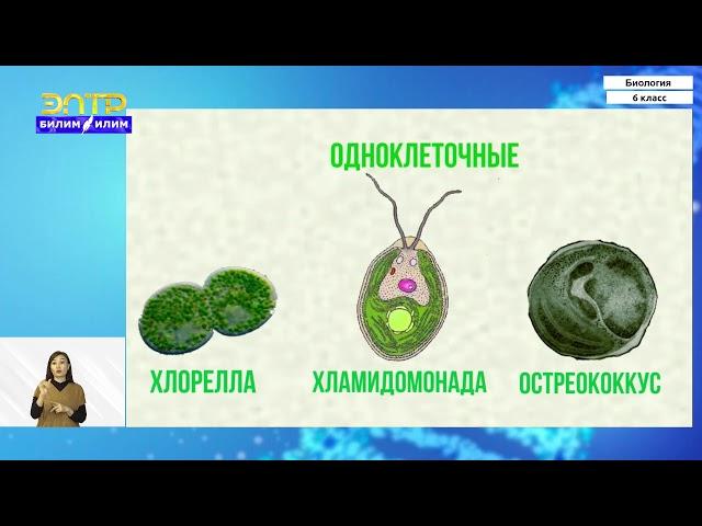 6-класс |  Биология | Водоросли. Значение водорослей в природе и жизни человека