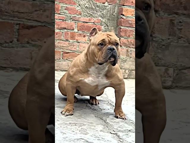 Gangsters bully #americanbully #dog