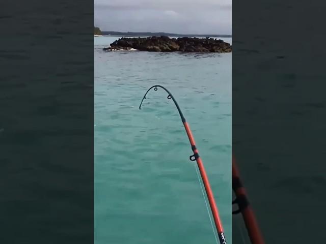 Tentei com cortador de unha não deu certo, só peguei com sabiki! #fishing #pescaria.