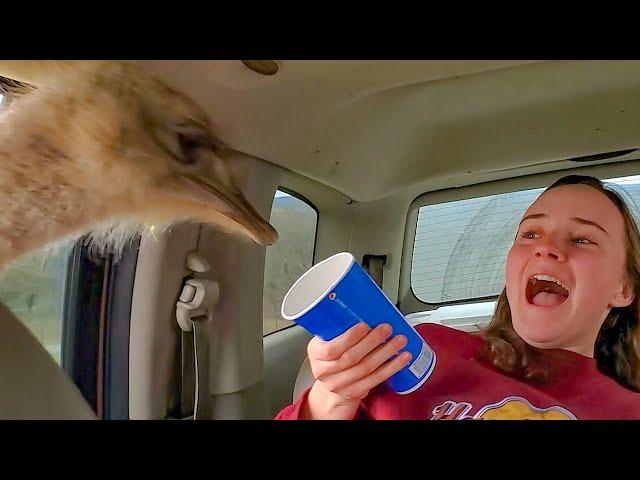 Drive-Thru Safari Park Gone Wrong - Animals Attacking People || PETASTIC 