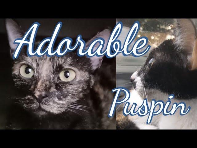 Adorable Puspin Cats | Why are they so lovable? #catlover