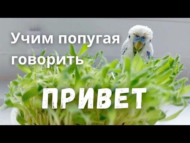 Учим попугая говорить "Привет"