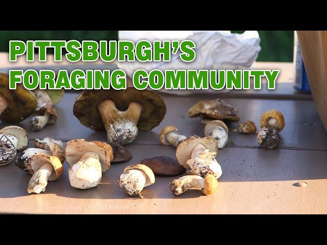 Foraging Pittsburgh | Discovering Community and Flavor in Nature