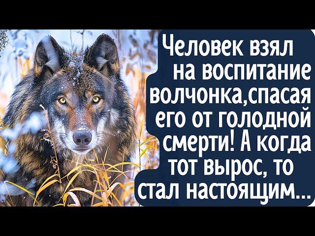 Человек взял на воспитание волчонка спасая от голодной смерти. А когда тот вырос, то стал настоящим