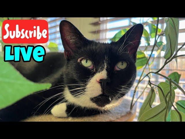 Monday Meowtivation & Updates - Live Stream 