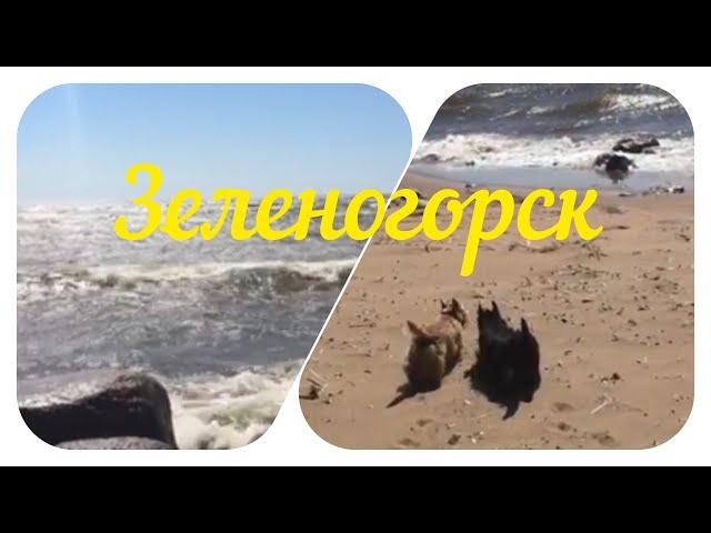 ИЗ НЕИЗДАННОГО//ЗЕЛЕНОГОРСК//ИЮНЬ 2015