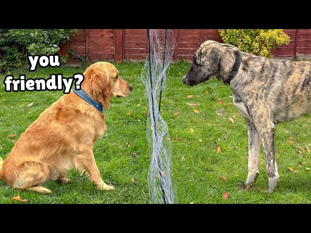 Gentle Golden Retriever Meets Big Rescue Dog