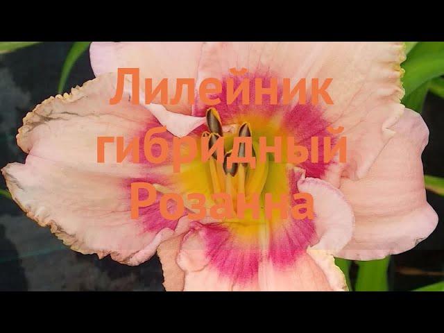 Лилейник гибридный Розанна (hemerocallis rosanna)  обзор: как сажать, саженцы лилейника Розанна