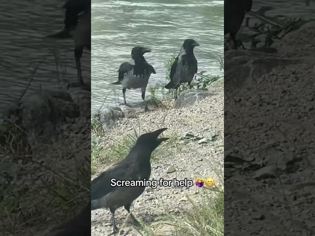 Natural Life Lessons: Baby Crow Learns to Crack a Peanut! #corvids #crow #crows #crowbuddy #sweet