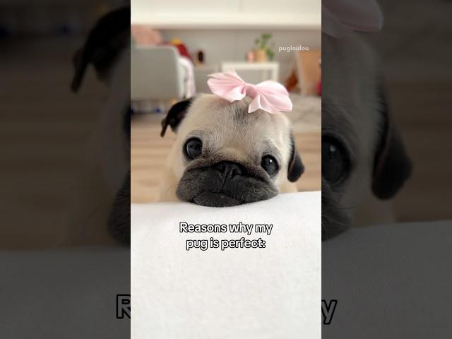 Reasons why my PUG is PERFECT  #pug #dog #shorts