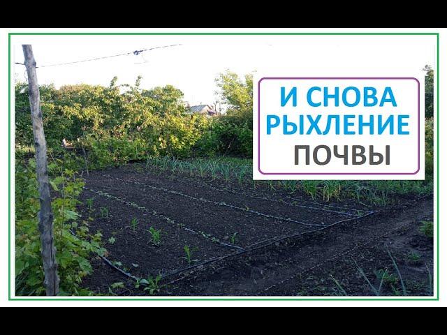 После дождя ОПЯТЬ ПРОПОЛКА и Рыхление почвы