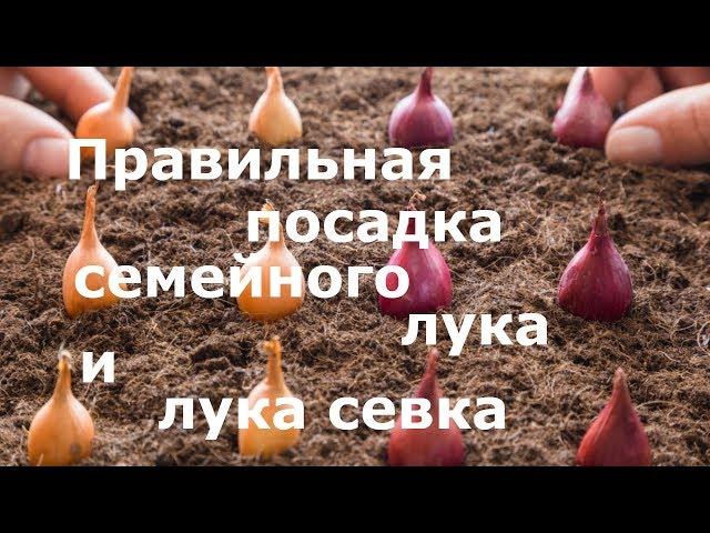 Правильная посадка семейного лука и лука севка!