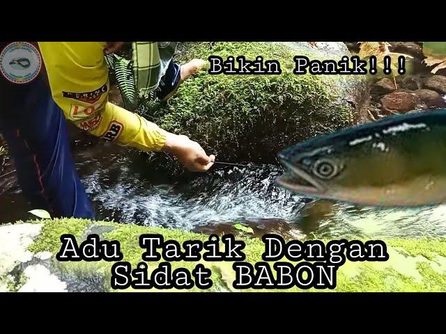 SIDAT BABON Penghuni Sungai Jernih | Bikin Panik 3x Strike‼️