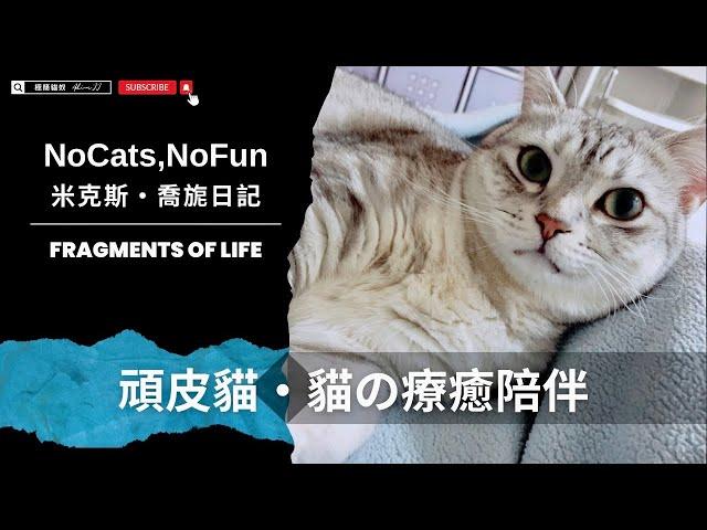 Mix美短貓旎亞Nia｜貓的療癒陪伴術 #funny #cat #pets #cute #pets #cuteanimals