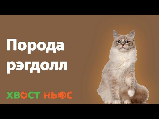 Все о породе рэгдолл