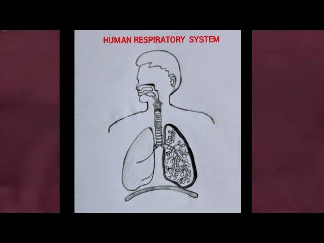 How to draw human respiratory system easily / human lungs easy drawing