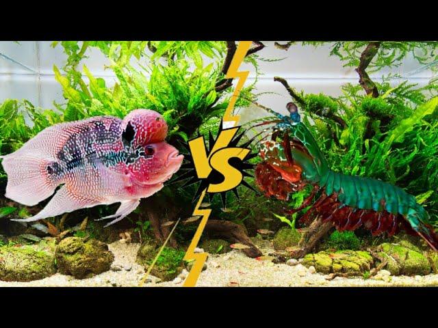 FLOWERHORN VS GOLDFISH I CRAWFISH VS GIANT MANTIS SHRIMP!