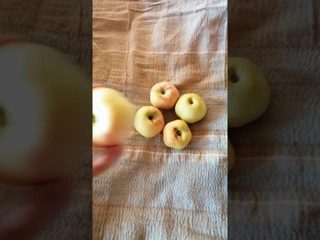 Пятизвёздочное яблоко