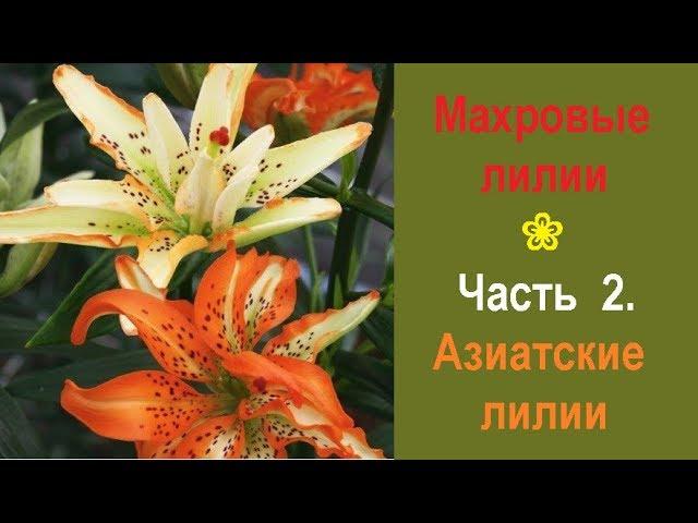  Махровые лилии. Часть 2. Азиатские махровые лилии