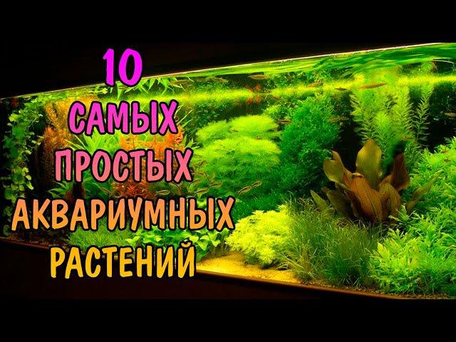 10 САМЫХ ПРОСТЫХ АКВАРИУМНЫХ РАСТЕНИЙ ДЛЯ НОВИЧКОВ