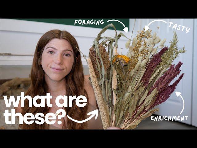 What are sprays? | Hamster Enrichment 