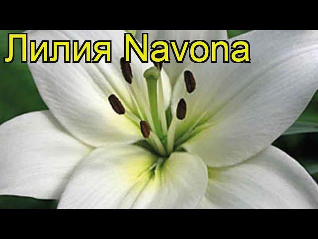 Лилия (Navona). Краткий обзор: Лилия описание характеристик, где купить луковицы