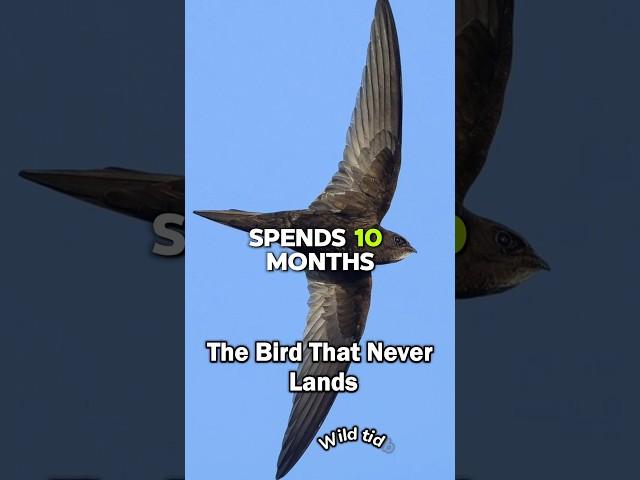 The bird that never lands: Amazing Swift facts #wildlifefacts #wildtidbits