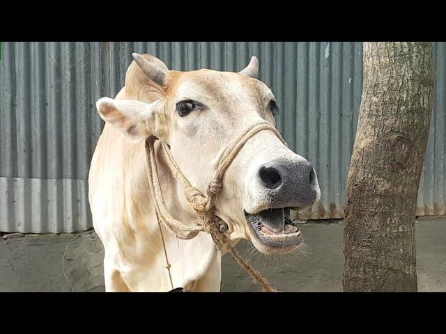 Village 6 Cow Mooing, Cow Sound, Cow Standing Near The House, Cow Want Grass Food