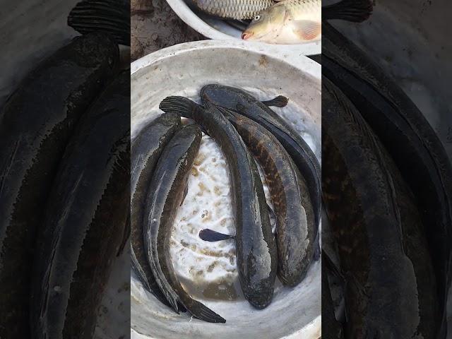 Amazing Sola Fish Cutting Skills.