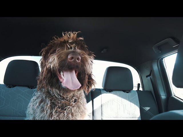 Wirehaired Pointing Griffon Living His Best Life