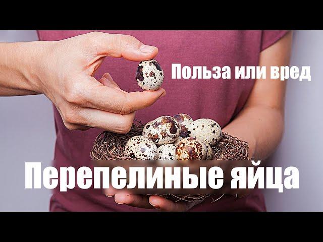 Перепелиные яйца | польза или вред для организма