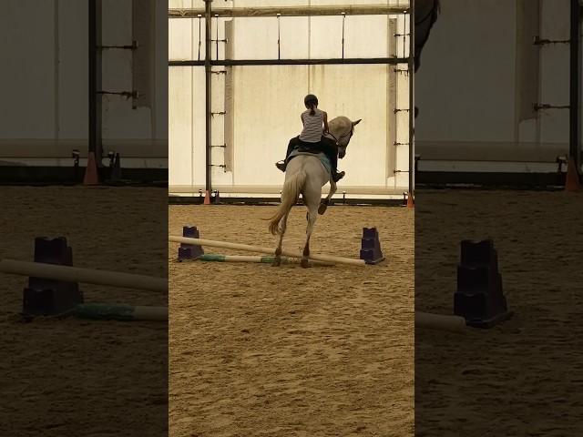 Raw of my fall @alenahorses  #horse #capcut #equestrian #equestrianlife #funnyhorse #jumpingfail