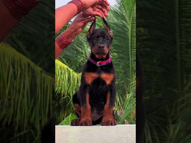 Growing up so fast   #europeandoberman #doberman