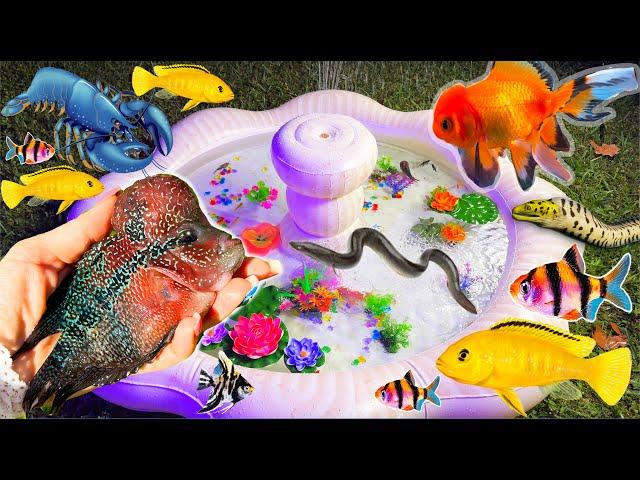 Find colorful surprise eggs, catch fish, betta fish, angelfish, goldfish, cichlid, koi fishing snake